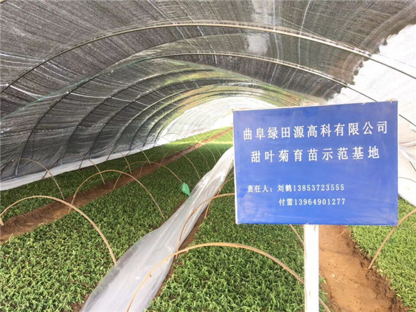 祝賀曲阜綠田源高科甜葉菊150畝有機育苗基地在山東省曲阜市防山鄉(xiāng)席家村成功落成！